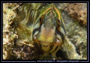 My first time encounter with Fresh Water Blennies... Que ... by Michel Lonfat 